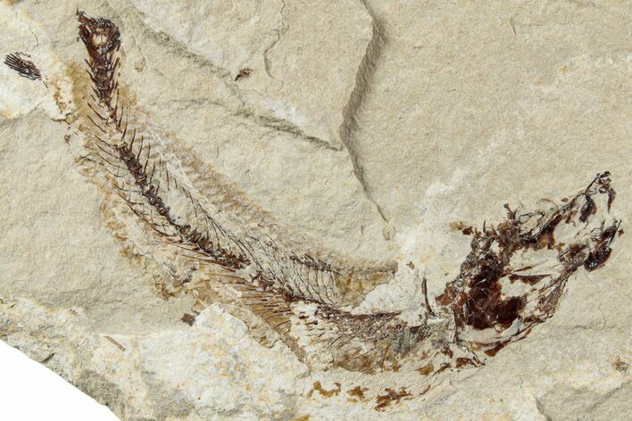 Cretaceous Fossil Fish - Lebanon #238355